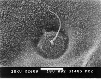 Media type: image; Herpetology R-79368